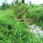 Jhon Amriadi, Kabid Persampahan Dinas Lingkungan Hidup (DLH) meninjau tumpukan sampah di sal irigasi sekunder Kecamatan Panyabungan. (11/2/2023)