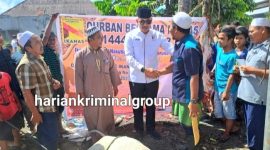 H. Saipullah Nasution, Ketua DPP IKANAS menyerahkan 1 ekor sapi kurban di salah satu daerah Kab. Madina, Kamis (29/6/2023).