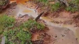 Kawasan terkena limbah minyak di Desa Balimbing Kecamatan Natal, Madina. (Ist)