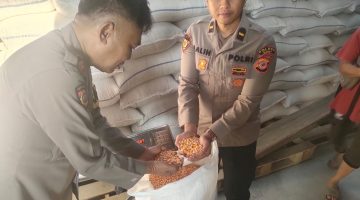 Polsek Caringin Kawal Penyerapan 4 Ton Jagung Hasil Panen Raya untuk Dukung Ketahanan Pangan Nasional