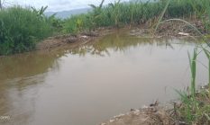 Tanggul Aliran Sungai batang Angkola Tak Kunjung Diperbaiki, Petani di Kecamatan Siabu Takut Gagal Panen Lagi 