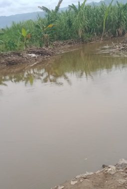 Tanggul Aliran Sungai batang Angkola Tak Kunjung Diperbaiki, Petani di Kecamatan Siabu Takut Gagal Panen Lagi 