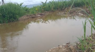 Tanggul Aliran Sungai batang Angkola Tak Kunjung Diperbaiki, Petani di Kecamatan Siabu Takut Gagal Panen Lagi 