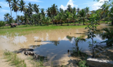 Banjir Luapan Aek Ranto Puran Rendam dan Hanyutkan Lahan Pertanian Warga