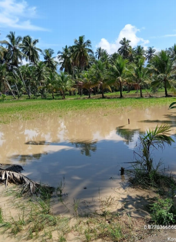Banjir Luapan Aek Ranto Puran Rendam dan Hanyutkan Lahan Pertanian Warga