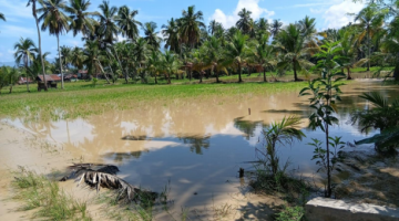 Banjir Luapan Aek Ranto Puran Rendam dan Hanyutkan Lahan Pertanian Warga
