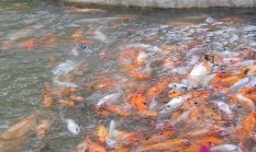Pengadaan Bibit Ikan Ditampung APBD Madina 2026, Pasokan Ikan Dari Luar Daerah Isi Pasaran