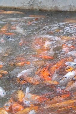 Pengadaan Bibit Ikan Ditampung APBD Madina 2026, Pasokan Ikan Dari Luar Daerah Isi Pasaran