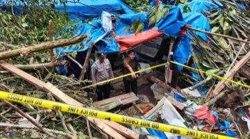 Korban Tewas Ditimpa Pohon Aren, Pemilik Lahan dan Pemodal PETI Simpang Tolang Terancam Pidana Berat